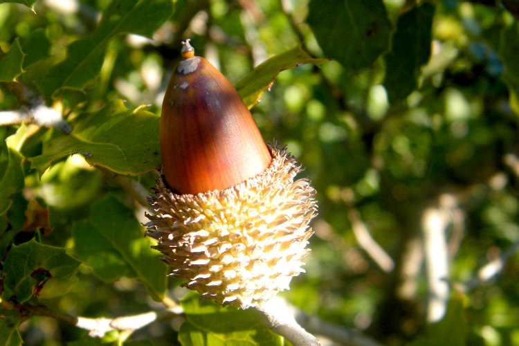 Fruit du chêne kermès ou Quercus coccifera