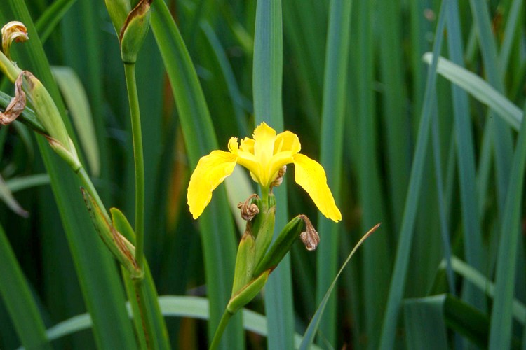 Iris flambe d'eau, Iris jaune, Iris des marais (Lys jaune)