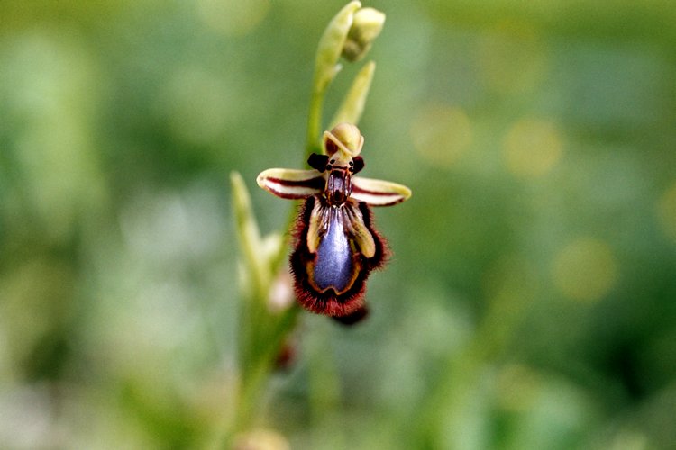 Orchidée - Ophrys ciliata