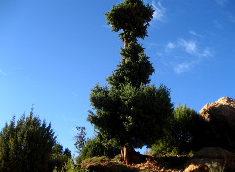 Végétation Tamga Maroc 1 - reiki-formation