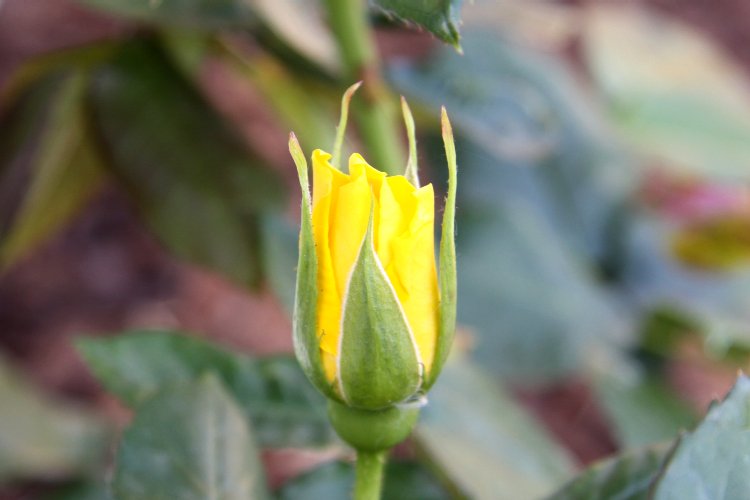 Première rose du jardin - reiki-formation