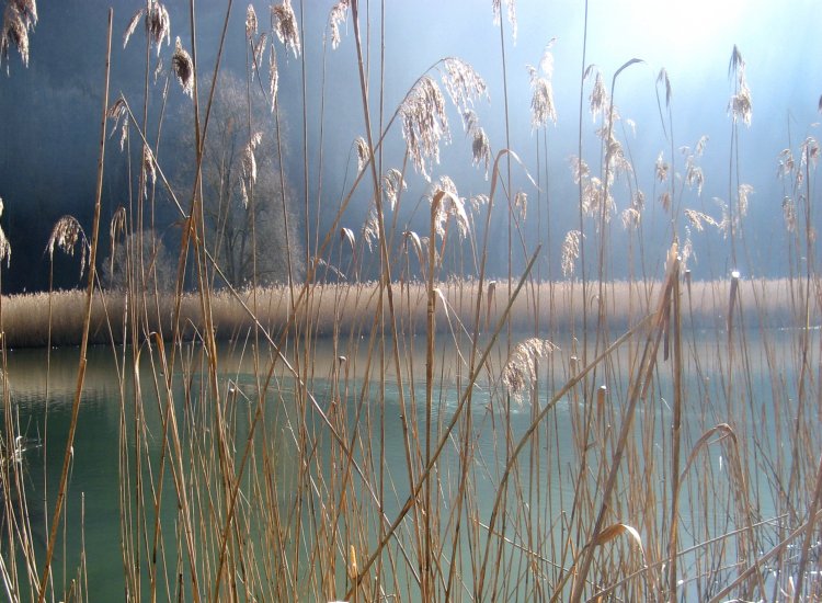 Reiki - Roseaux sur le lac de Pérolles alimenté par la Sarine